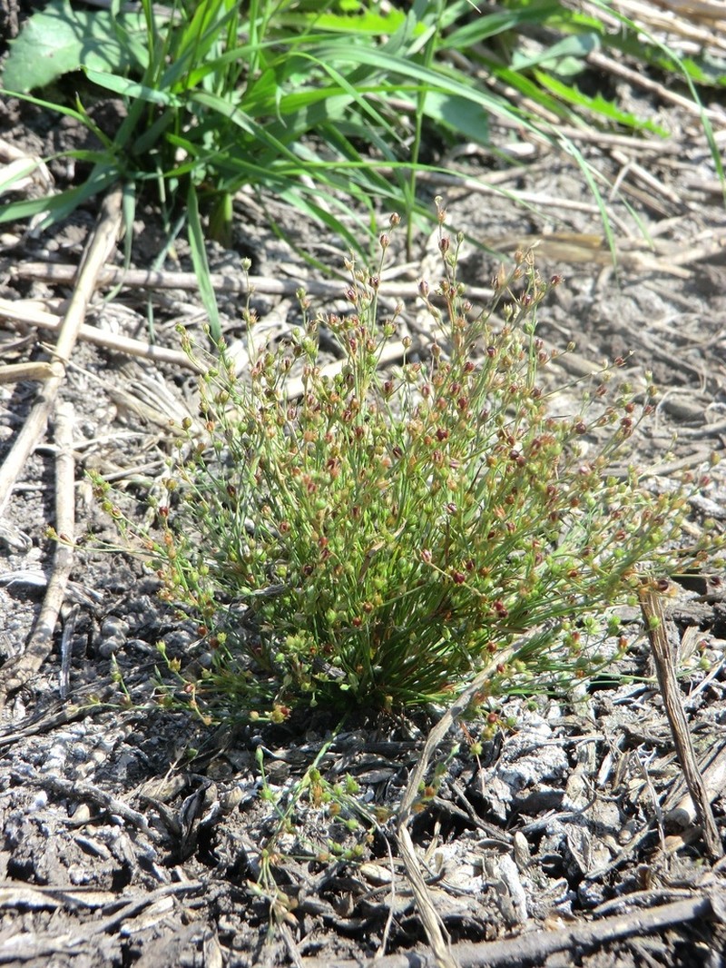 Juncus sphaerocarpus photo 2
