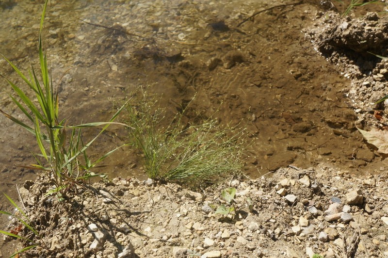 Juncus sphaerocarpus photo 4