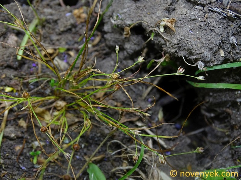 Juncus sphaerocarpus photo 5