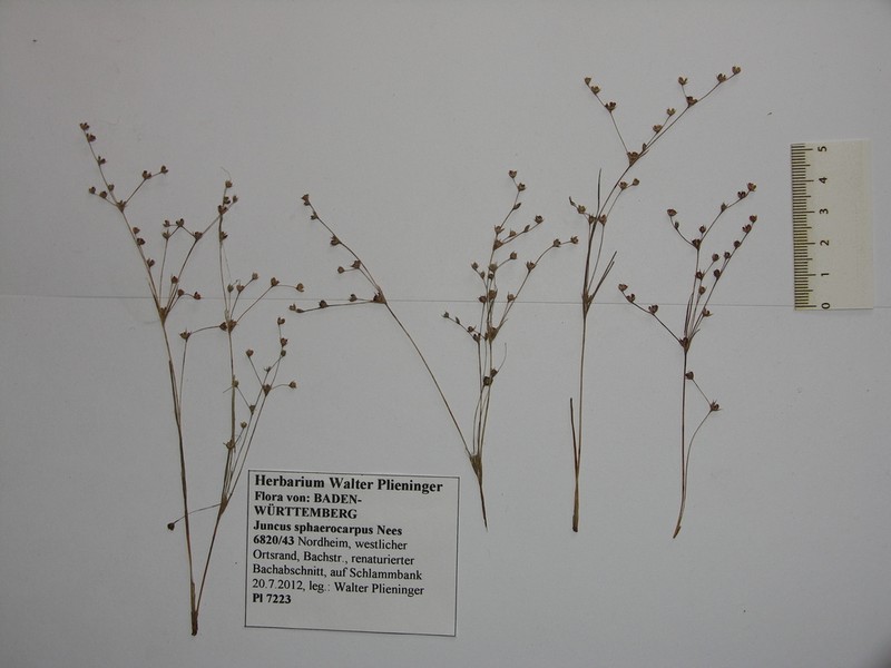 Juncus sphaerocarpus photo 6