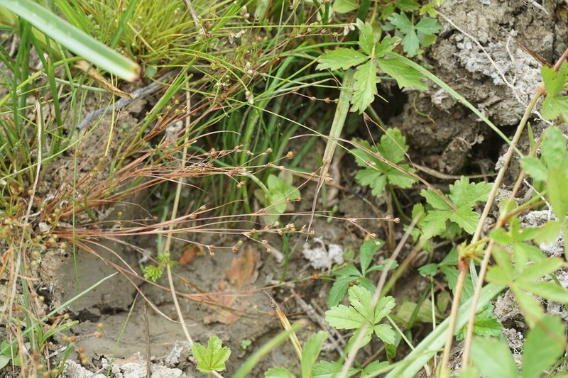 Juncus sphaerocarpus photo 7