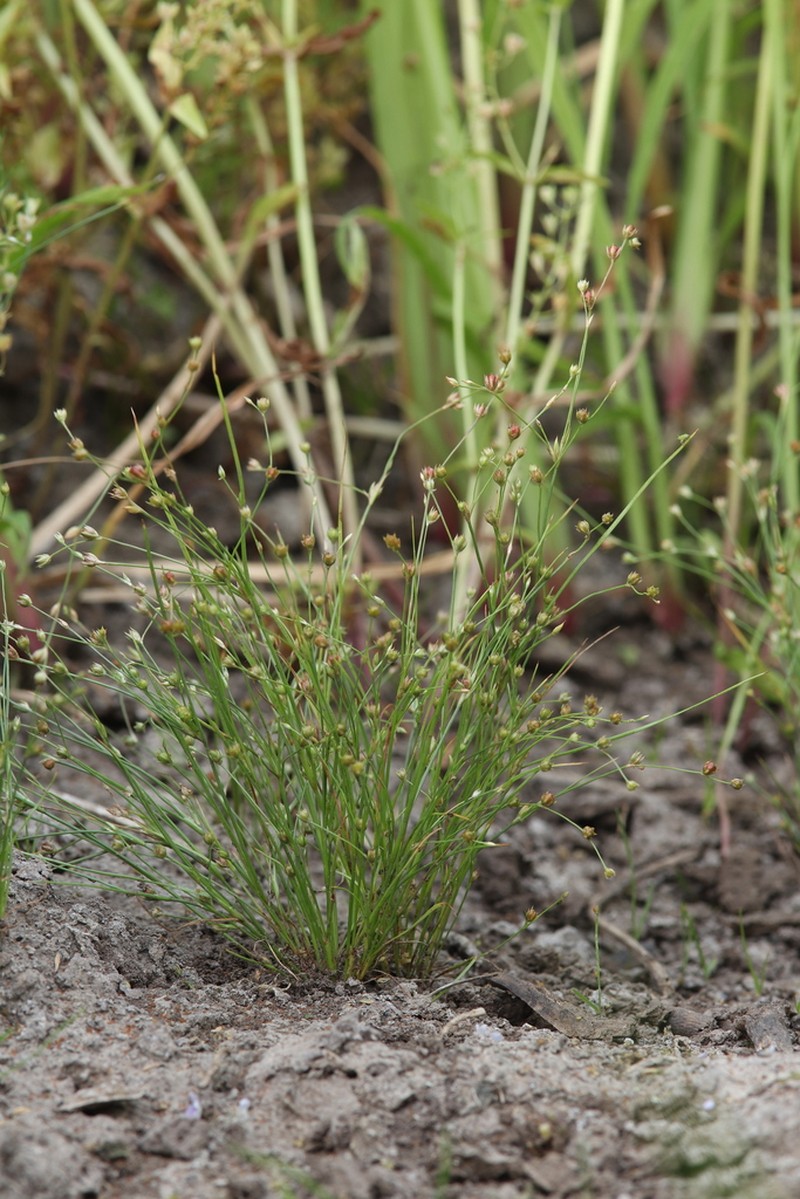 Juncus sphaerocarpus photo 8