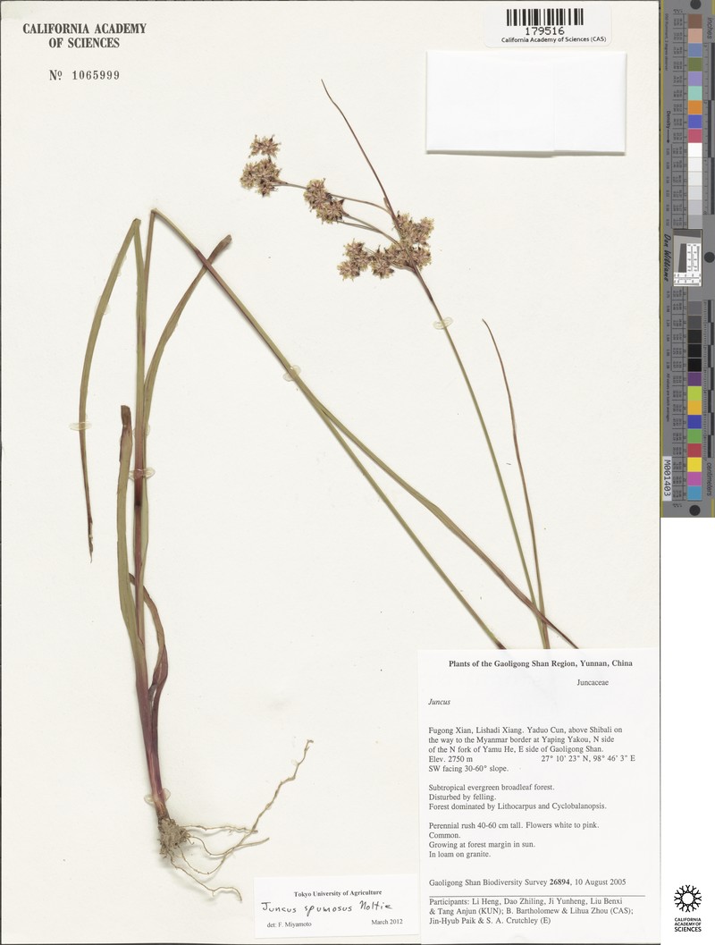 Juncus spumosus