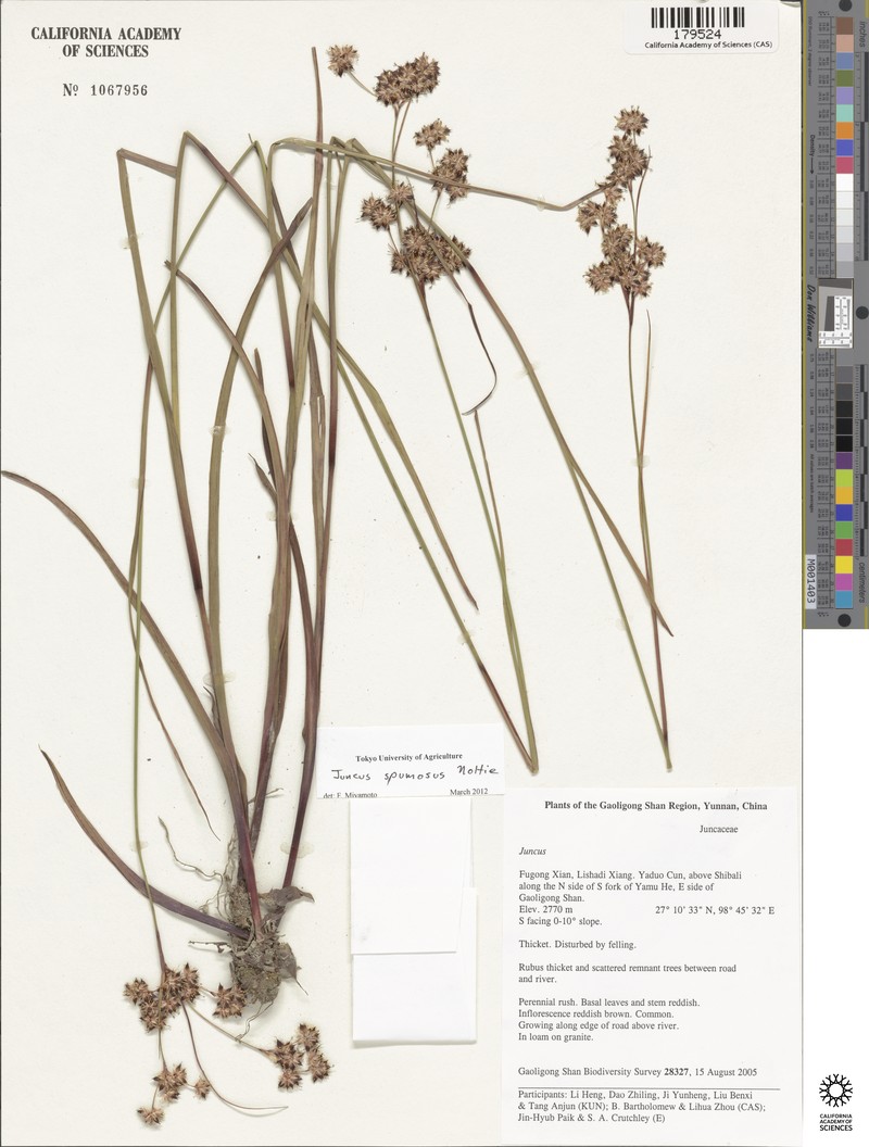 Juncus spumosus photo 2