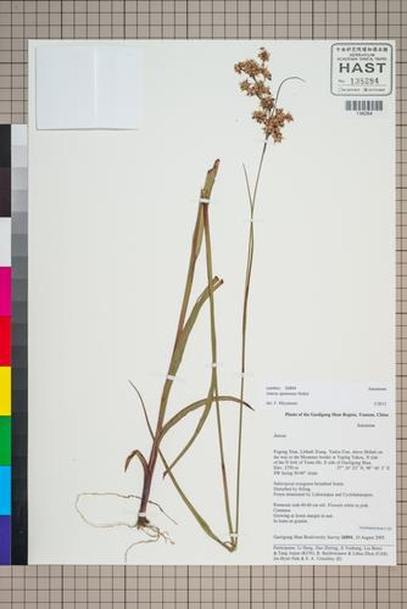 Juncus spumosus photo 3