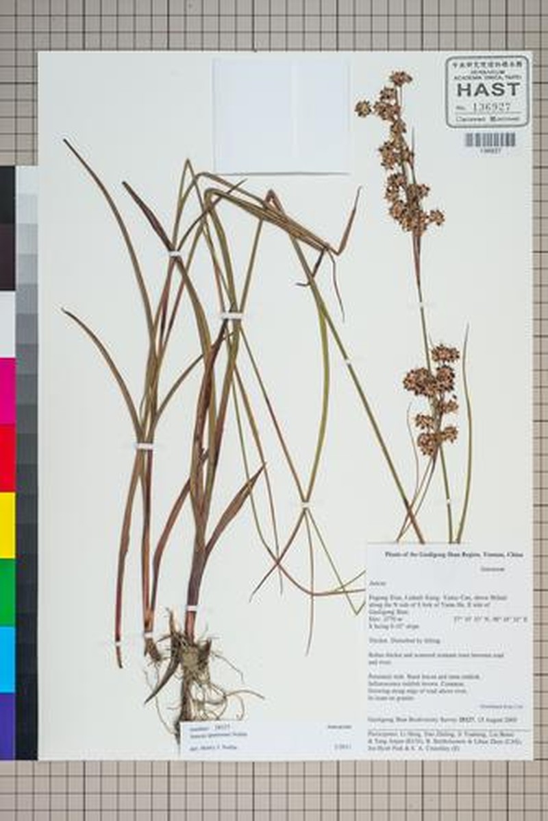 Juncus spumosus photo 4