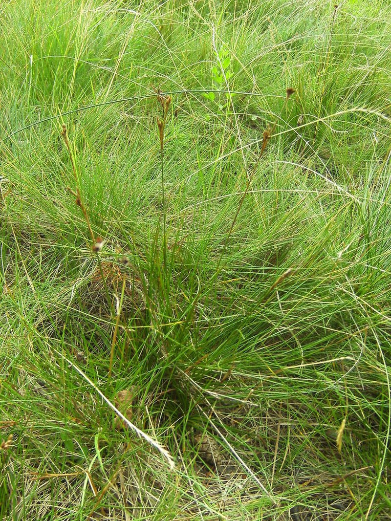 Mosquito Rush photo 5