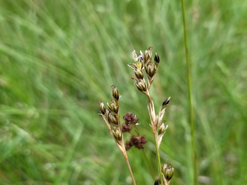 Mosquito Rush photo 6