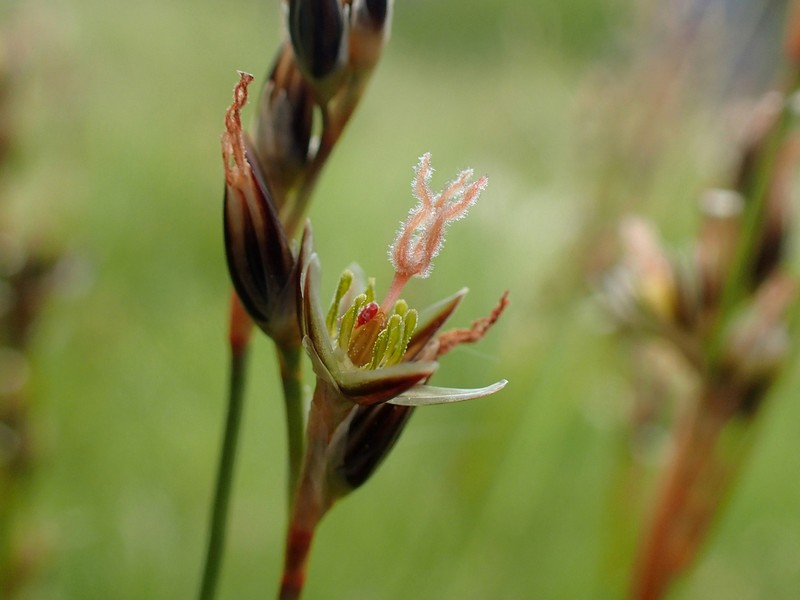 Mosquito Rush photo 7