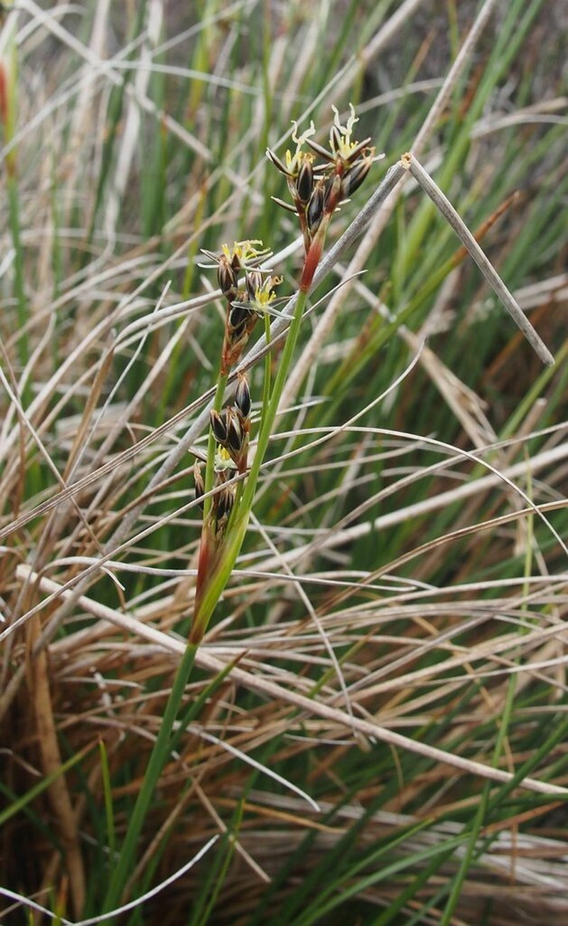 Mosquito Rush photo 8