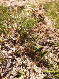 Juncus stipulatus