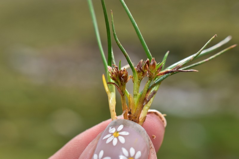 Juncus stipulatus photo 2