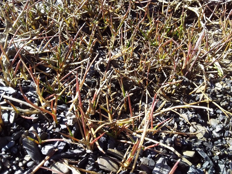 Juncus stipulatus photo 3