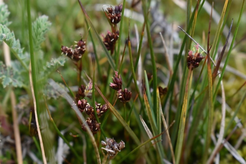 Juncus stipulatus photo 4