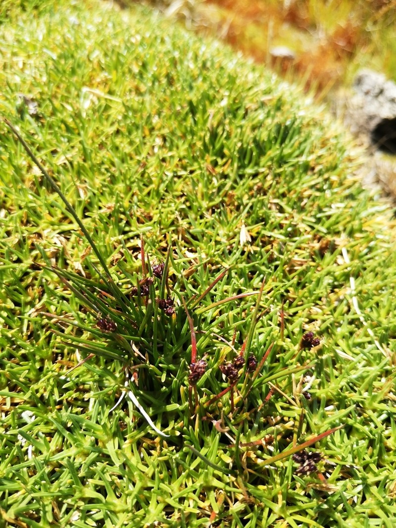 Juncus stipulatus photo 5