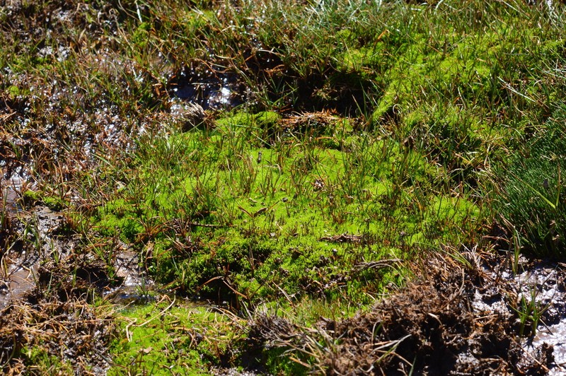 Juncus stipulatus photo 6