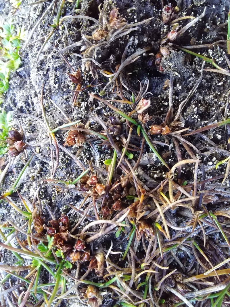 Juncus stipulatus photo 7