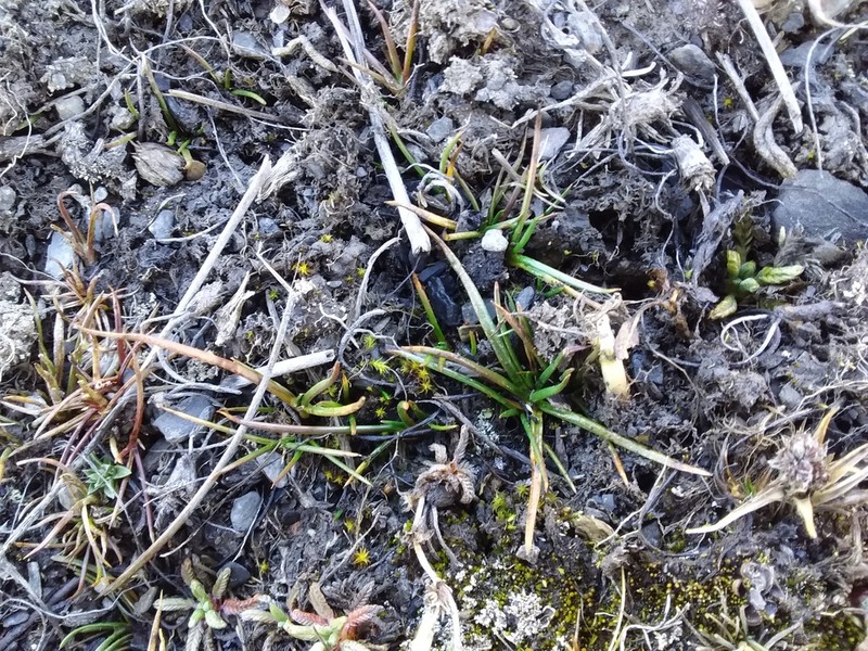 Juncus stipulatus photo 8