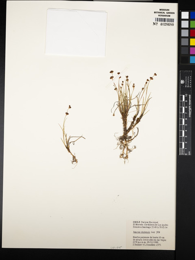 Juncus stipulatus var. chilensis
