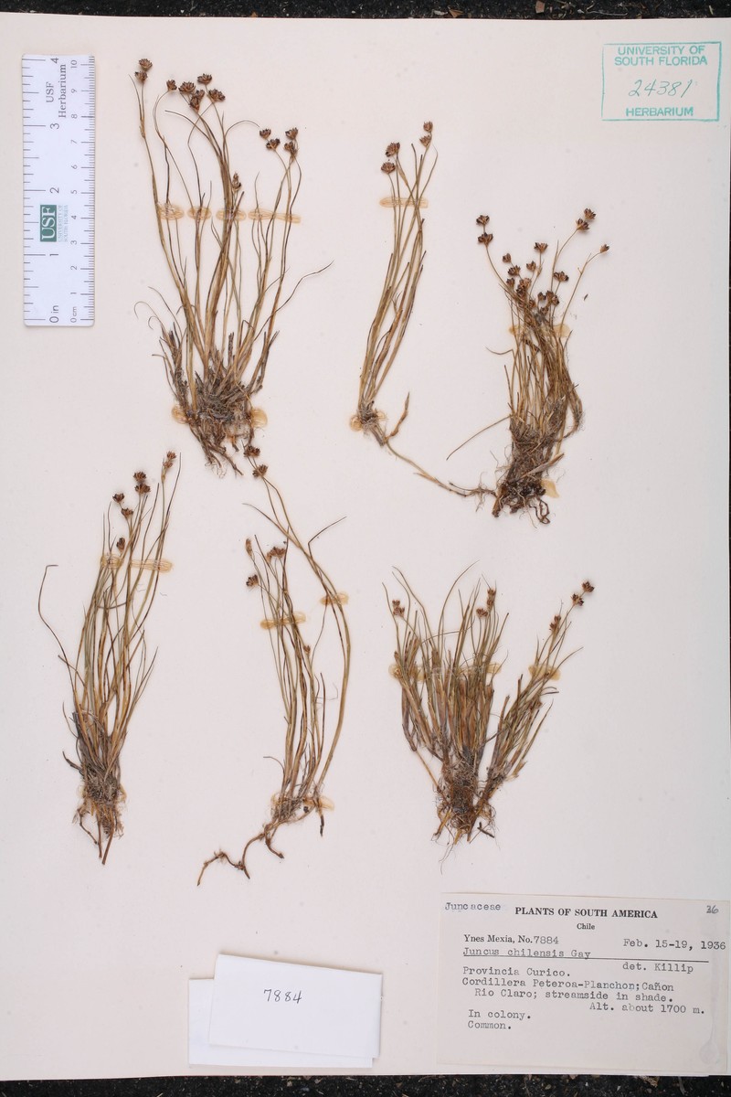 Juncus stipulatus var. chilensis photo 2