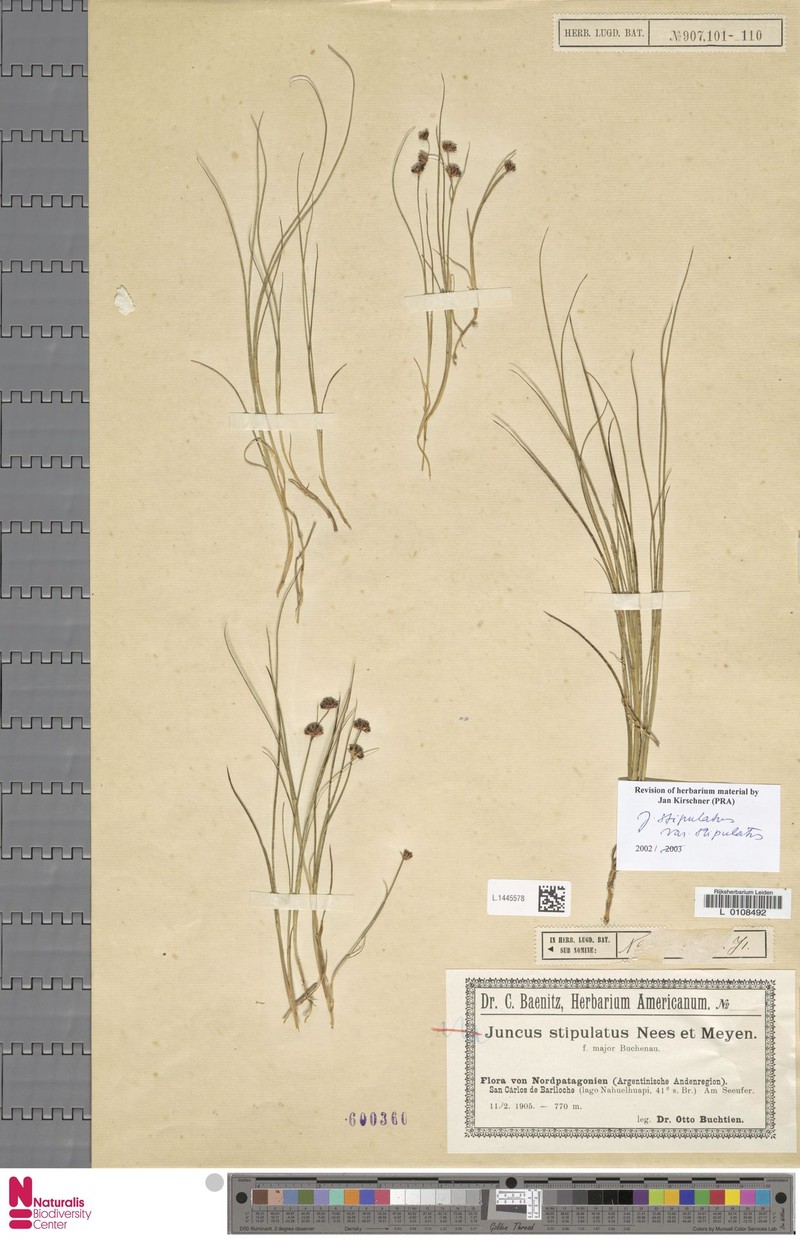 Juncus stipulatus var. stipulatus