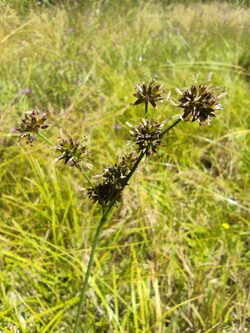 Juncus striatus