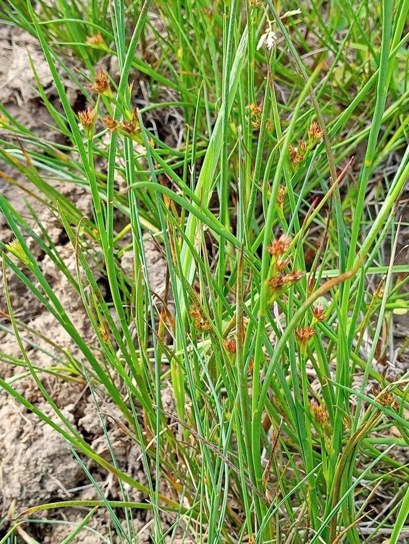 Juncus striatus photo 2