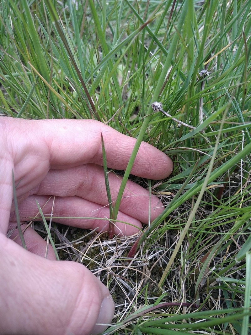 Juncus striatus photo 3