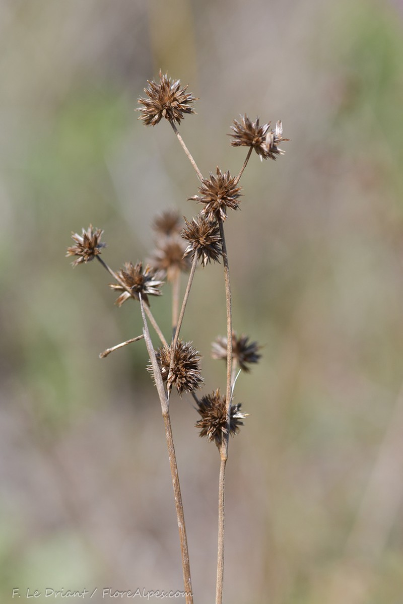 Juncus striatus photo 4