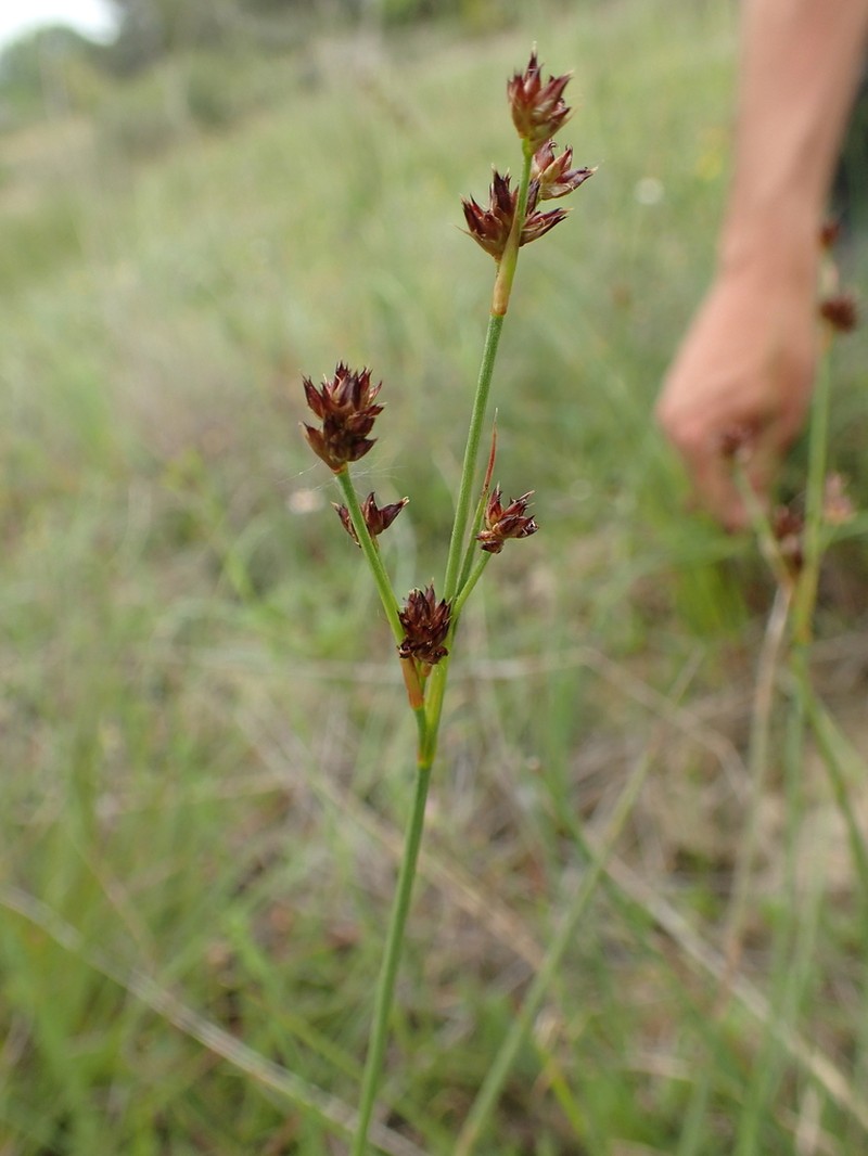 Juncus striatus photo 5