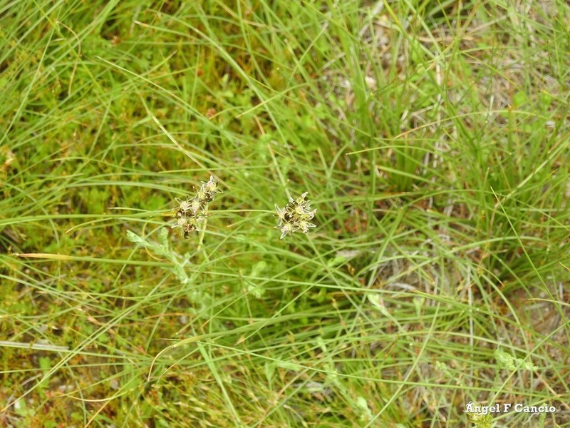 Juncus striatus photo 7