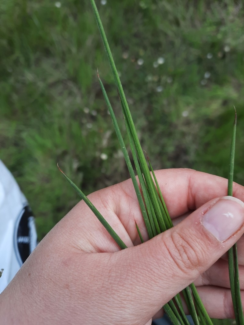 Juncus striatus photo 8
