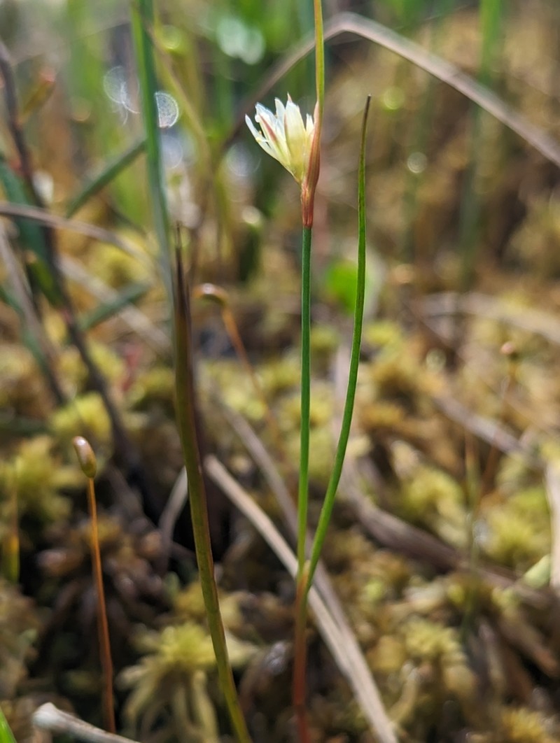 Moor Rush photo 2
