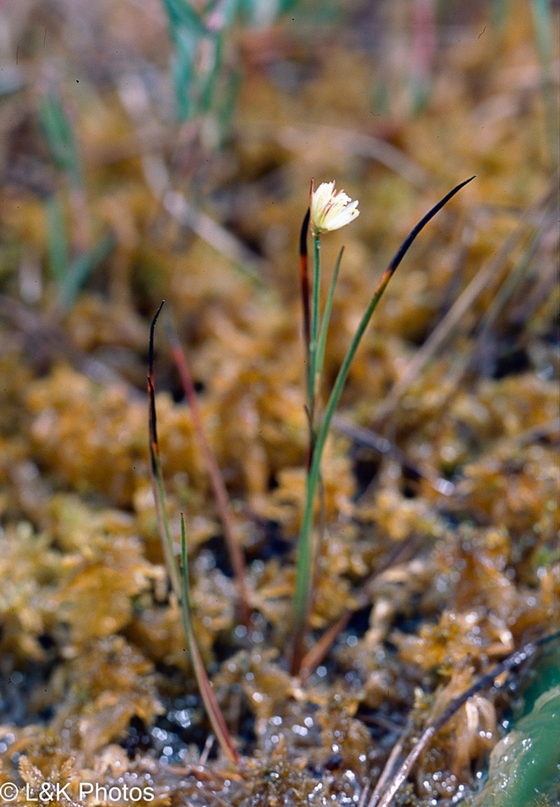 Moor Rush photo 3