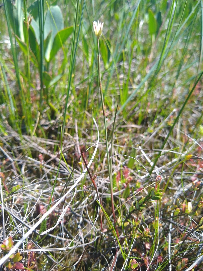 Moor Rush photo 4