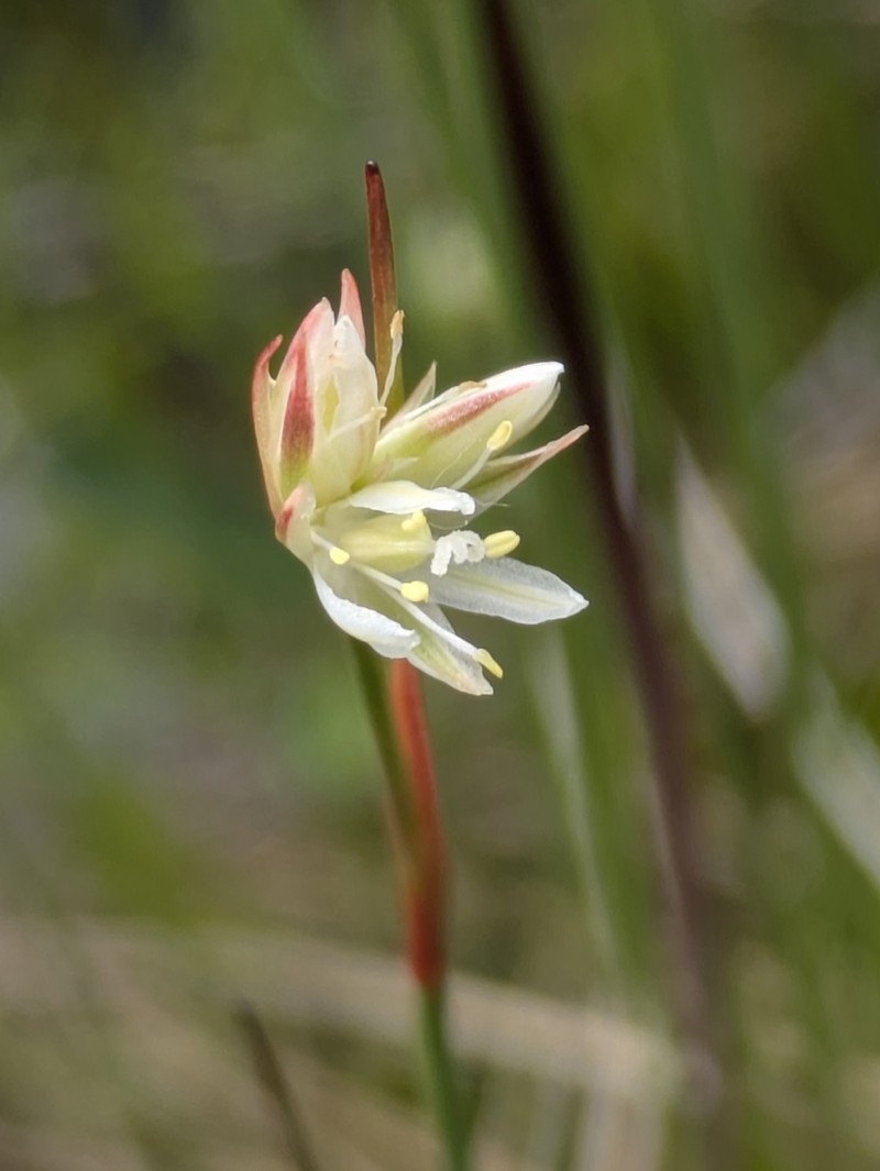 Moor Rush photo 5