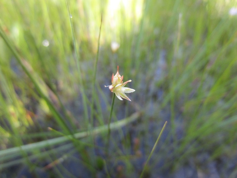 Moor Rush photo 6