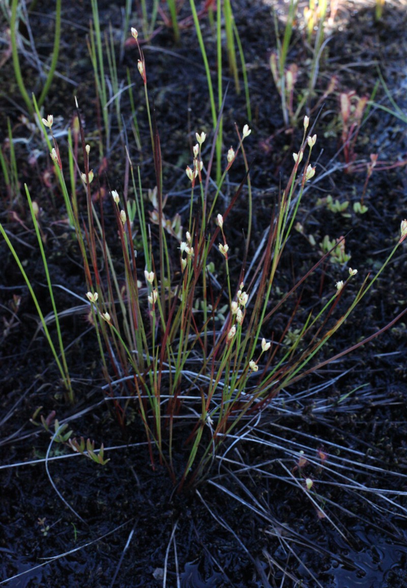Moor Rush photo 7
