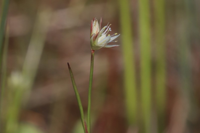 Juncus stygius subsp. americanus