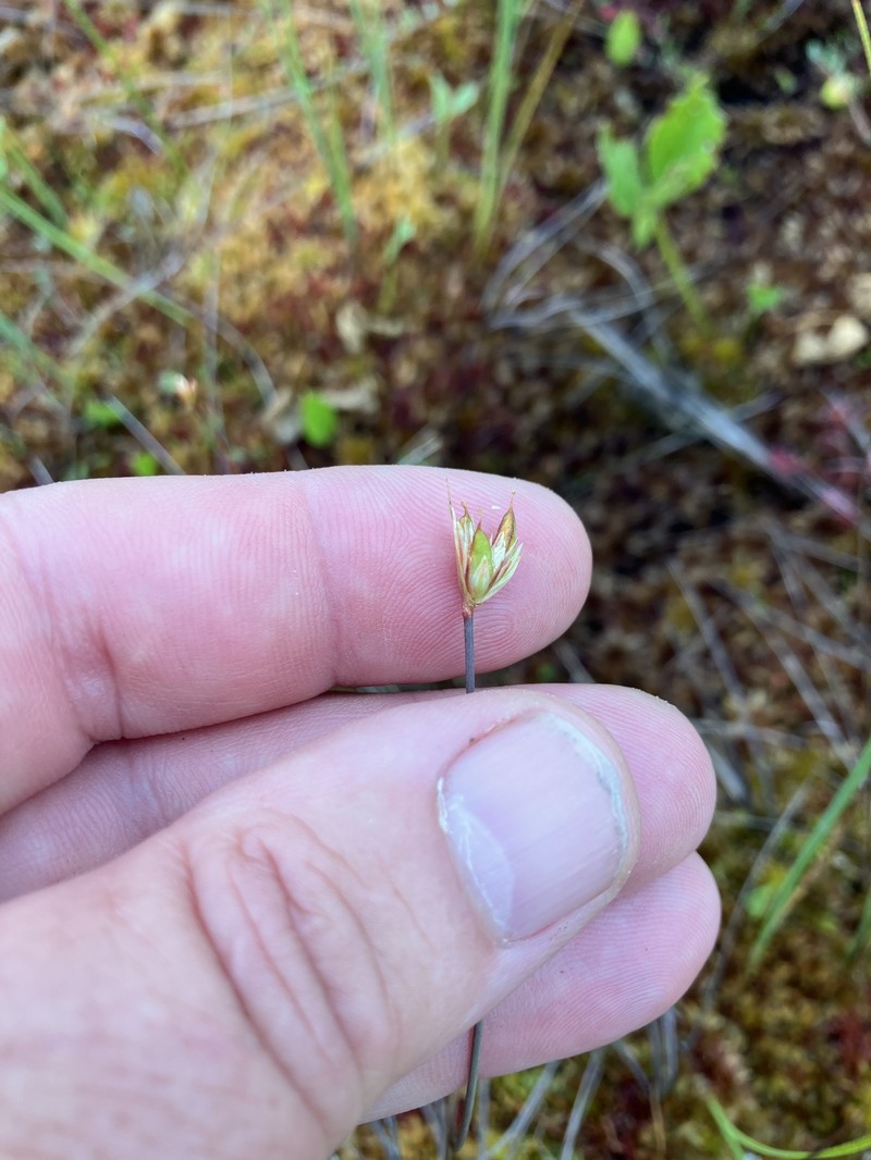 Juncus stygius subsp. americanus photo 3