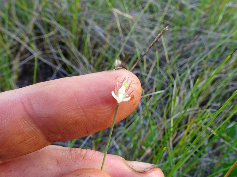 Juncus stygius subsp. americanus photo 5