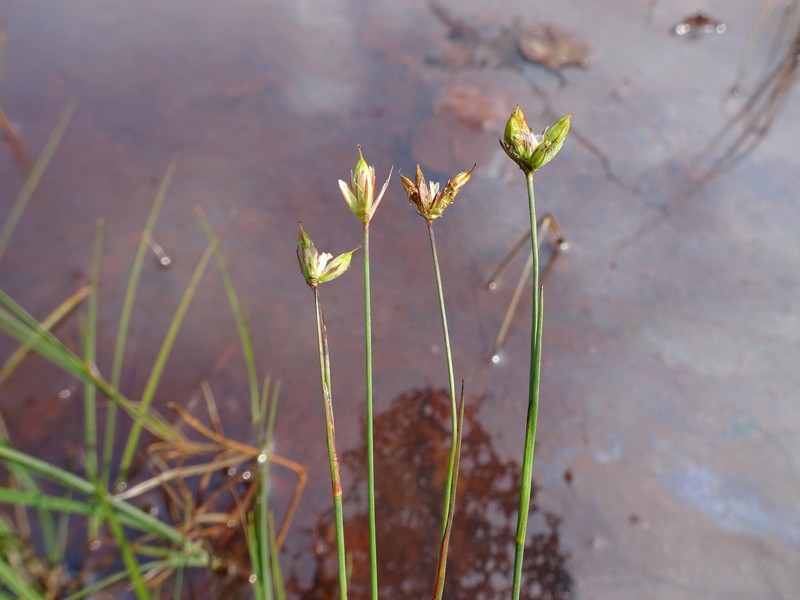 Juncus stygius subsp. americanus photo 6