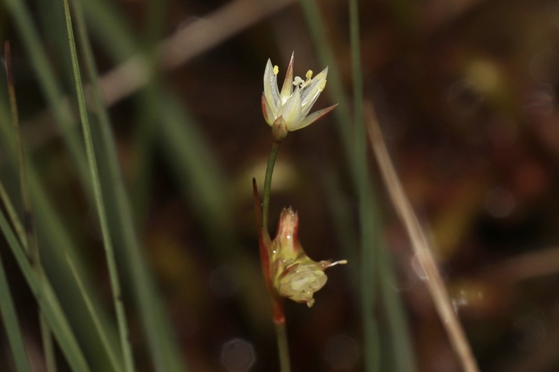 Juncus stygius subsp. americanus photo 7