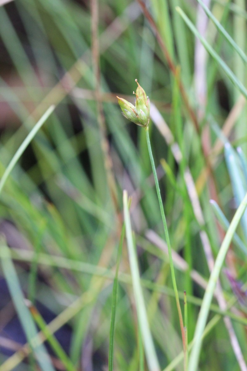 Juncus stygius subsp. americanus photo 8