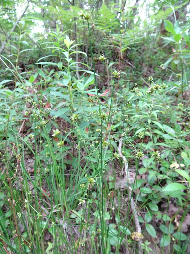 Woodland Rush photo 2