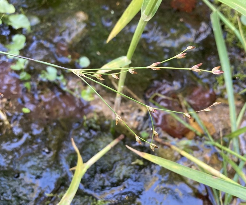Woodland Rush photo 3