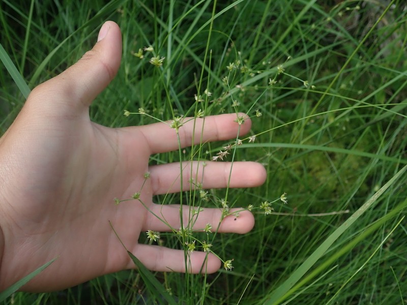 Woodland Rush photo 6