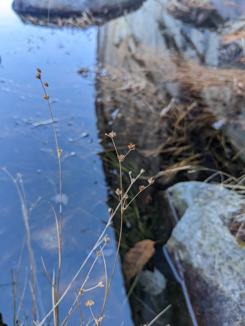 Woodland Rush photo 7
