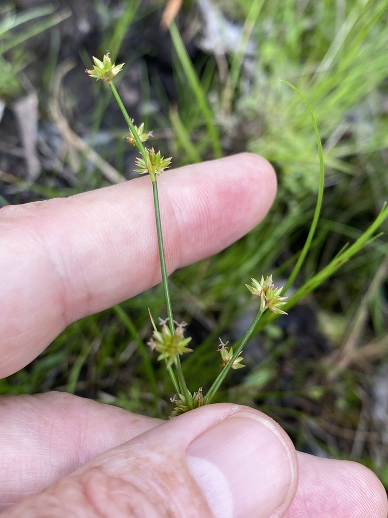 Woodland Rush photo 8