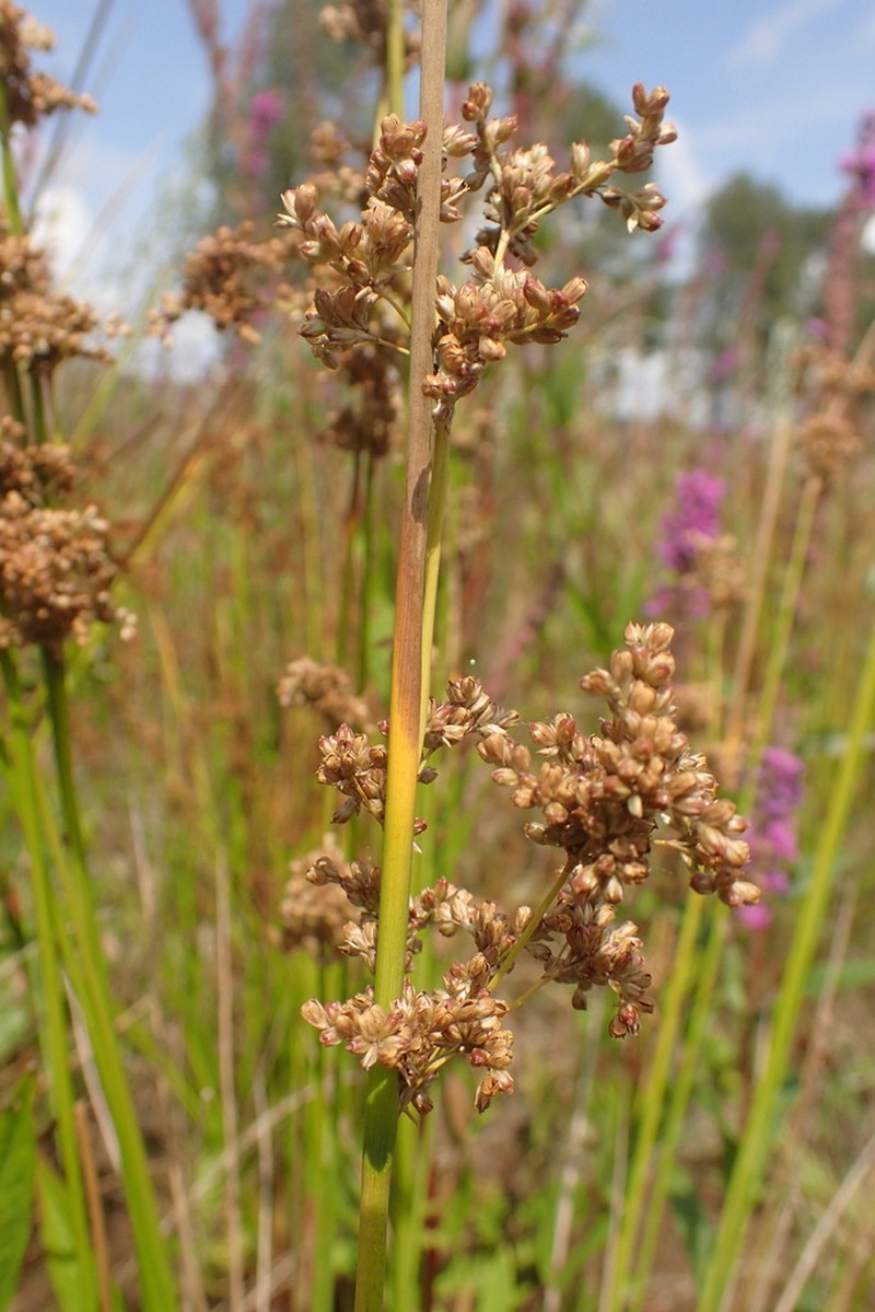 Juncus subglaucus
